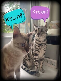 Интервью, рецензии, релизы