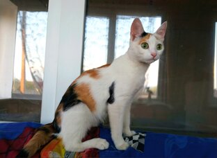 Кошка Соня и её котята, спасённые из захламленной квартиры.