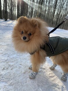 Прогулки 🐶