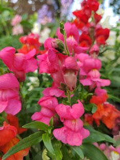 Однолетние цветы