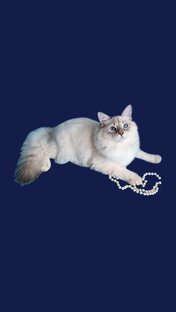 Кронькины забавы