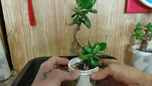 Суккуленты: Денежное дерево (Толстянка), Аихризон, КаланхоэПортулакария, 