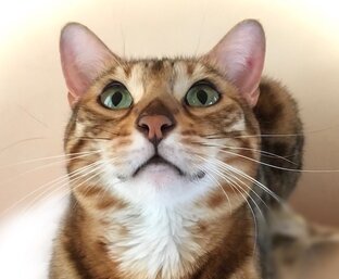 Подборки пород кошек по ТЕМАМ