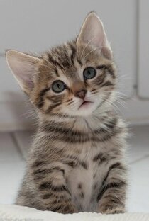 Мой милый пушистик