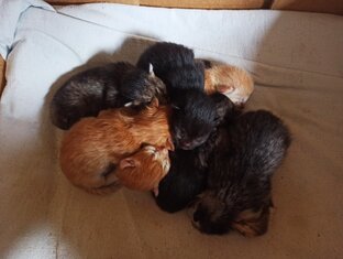 Котовник
