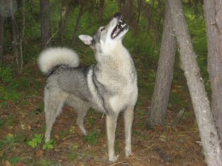 Лайки - наша национальная гордость