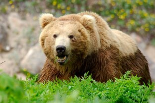 Косолапые хозяева Камчатки