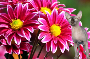 Украшение сада