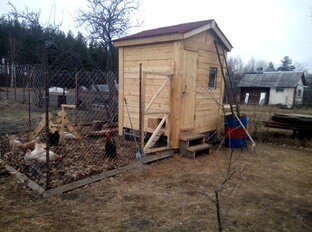 Курочки как и что