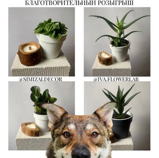 Благотворительные розыгрыши