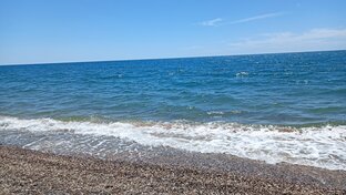 Ангел морской 