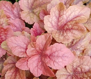 Многолетние цветы