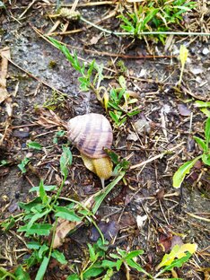 Наш Сад ,наш Огород!