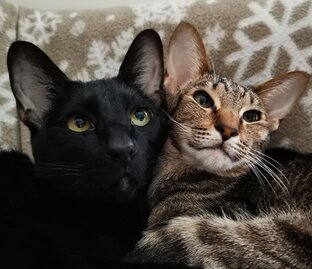 Поющий кот Брюс и не только