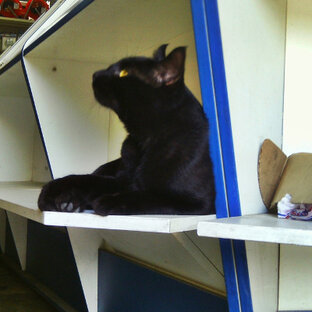 Коты в мире людей