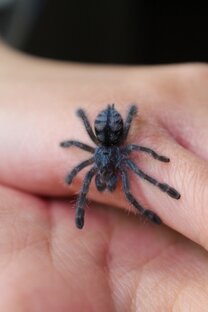 Фото питомцев