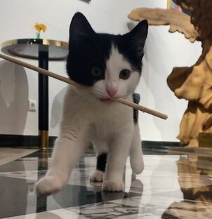 Привет, псы!