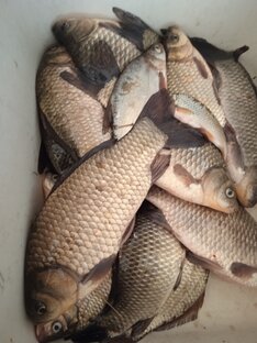 Все о фидере