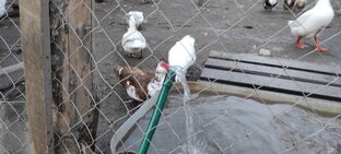 Наши шикарные пернатые!!! 