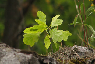 Просто проза
