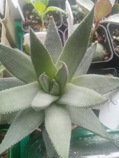 Суккуленты