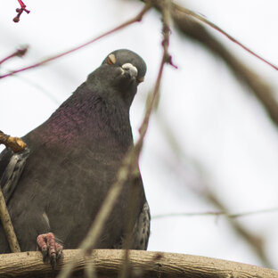 Птицефото и видео. Бёрдвотчинг