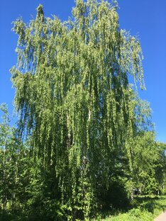 Порядок в доме 