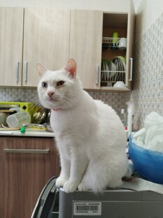 Мои коты
