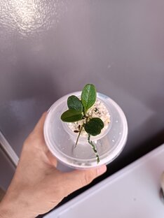 Эксперементаторская