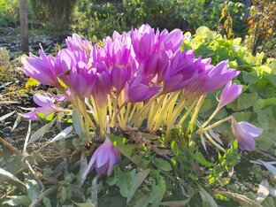 Цветы в саду🌻