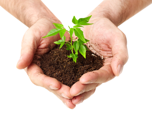 Земля для рассады