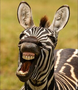 Юмора в ленту