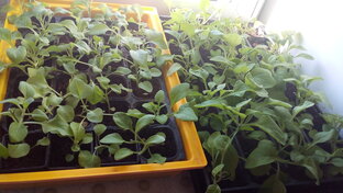 Огород на подоконнике