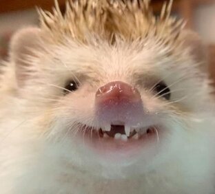 мои рассказы о животных