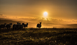 Пророчества