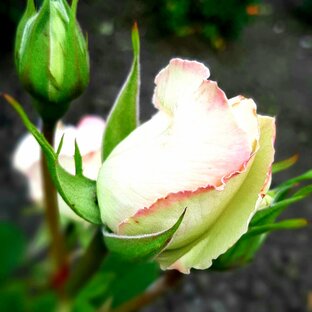 Только цветы