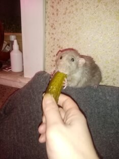 Про живность