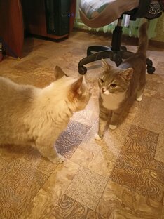 Кошки