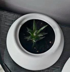 Проект "Отчаянные домохозяйки"