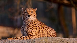 Сновидения