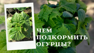 🥒Выращивание огурцов🥒