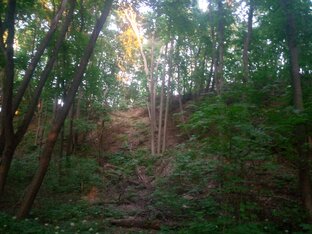 Сказочный лес 