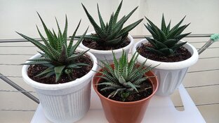 Кактусы и суккуленты