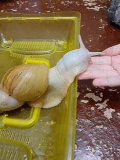 Улитка🐌Домашний питомец👍