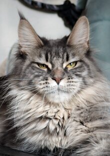 Котоистории.