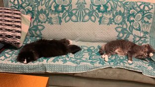 Мои котейки