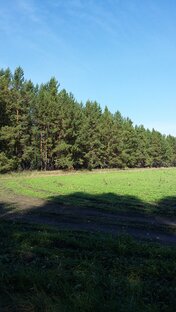 Лес, ягоды-грибочки