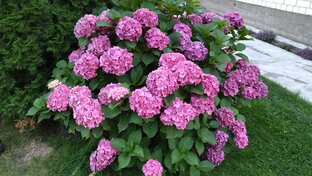 Крупнолистные гортензии (макрофилы)