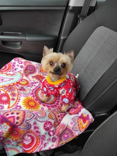 Мы очень любим гулять ☺️🐕