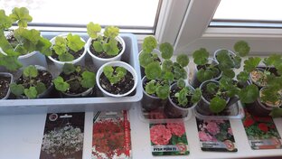 Пеларгония из семян